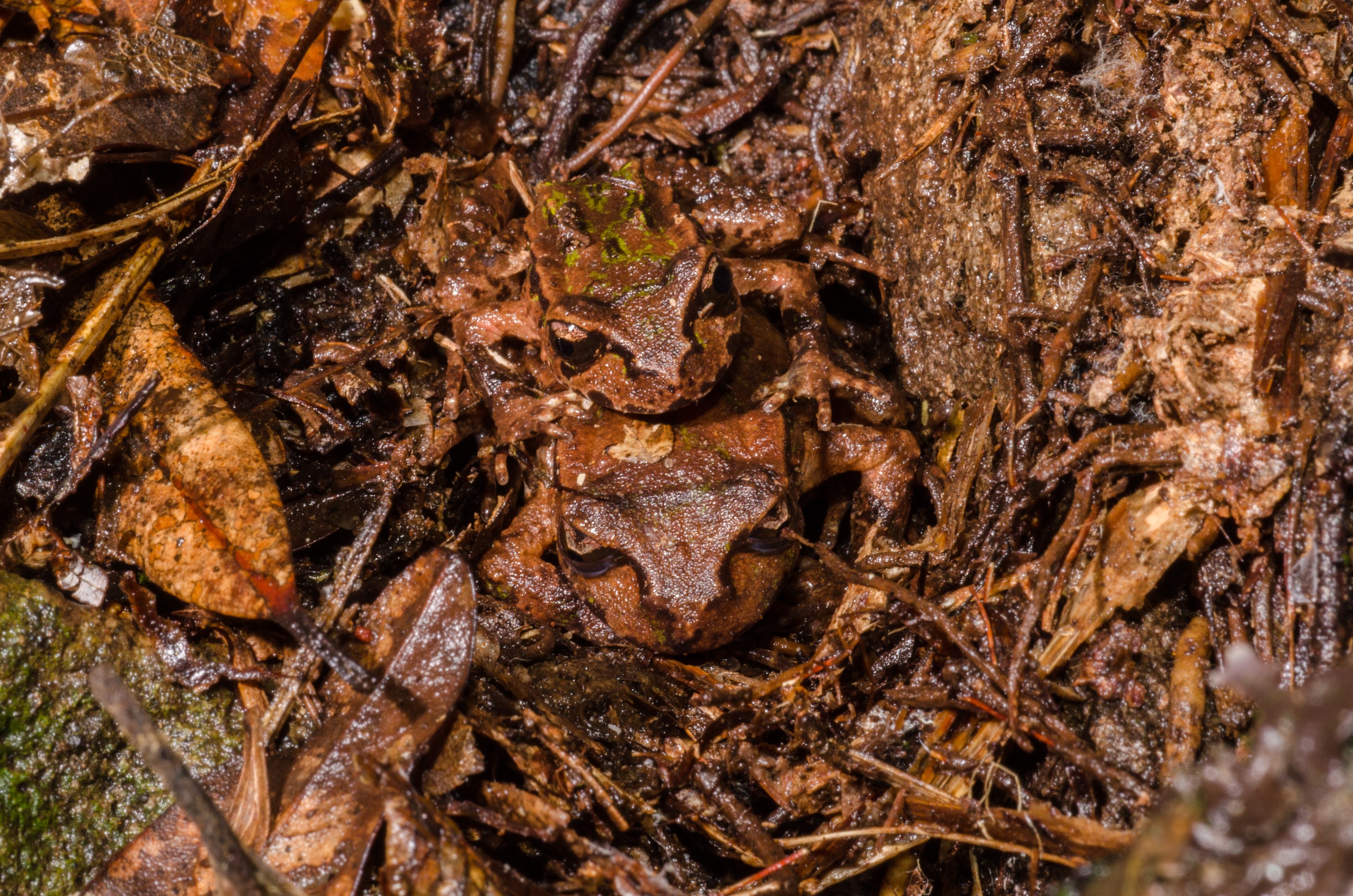 DSC_9744 – Crispin, reptiles, amphibians, rare, cold, blood, new, new zealand, zealand, nz